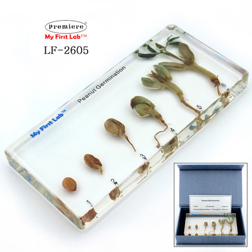 LF-2605 성장표본 땅콩