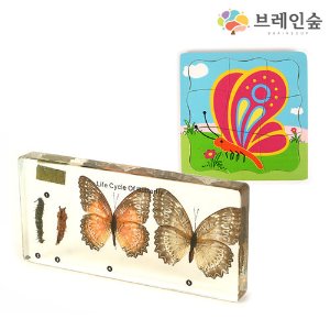 생태성장 교육세트3 - 나비