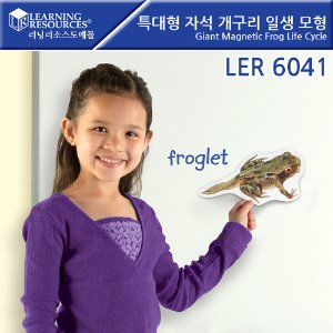 특대형 자석 개구리 일생 모형/LER6041/Giant Magnetic Frog Life Cycle