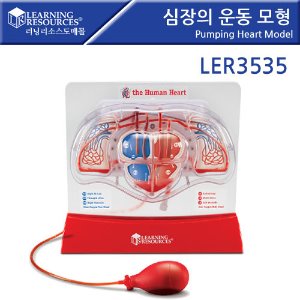 심장의 운동 모형 Pumping Heart Model [ler3535]