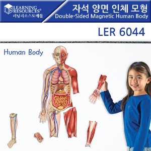 자석 양면 인체 모형 Double-Sided Magnetic Human Body [ler6044]