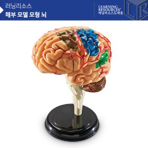해부 모델 모형 뇌 [LER3335]
