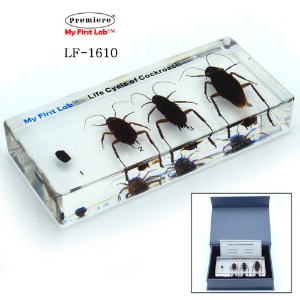 LF-1610 성장표본 바퀴벌레