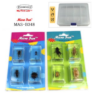 MAS-B348 표본곤충벌레 8종(BOX)