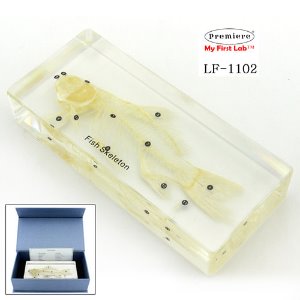 LF-1102 표본 물고기 뼈대 (밀봉형)