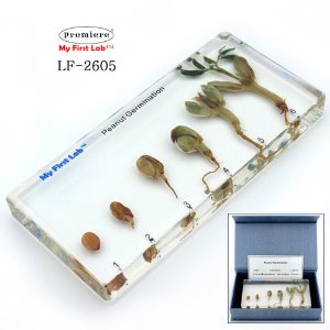 LF-2605 성장표본 땅콩