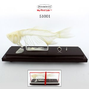 51001 표본 물고기 뼈 (덮개형)